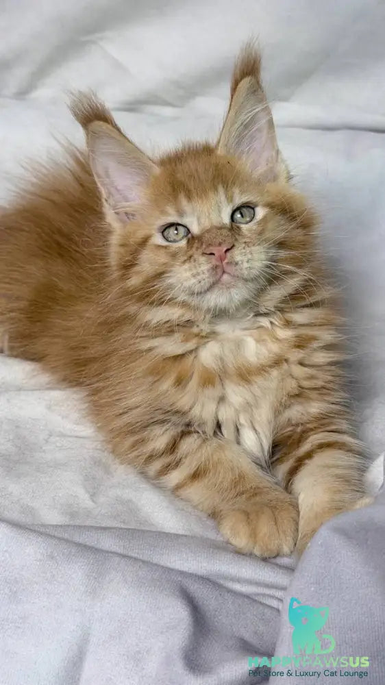 Hermes Maine Coon male red - live animals
