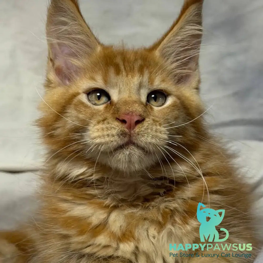 Hermes Maine Coon male red - live animals