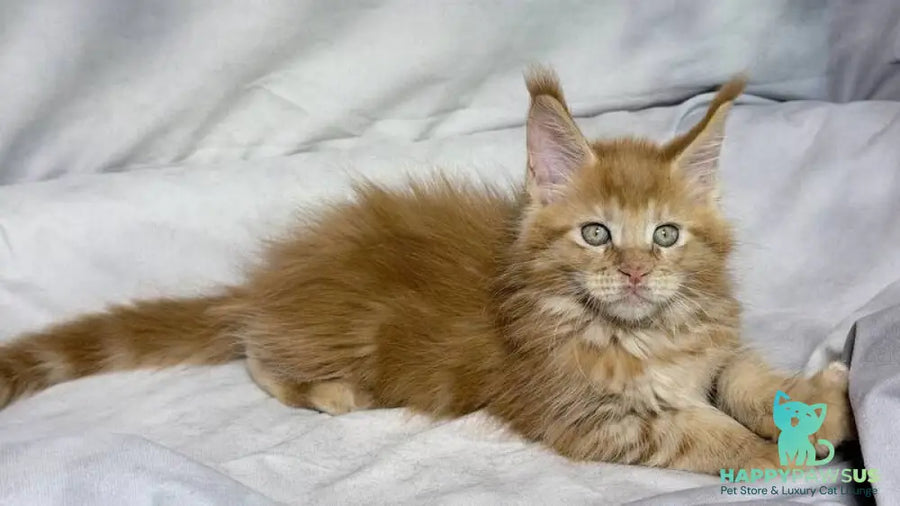 Hermes Maine Coon male red - live animals