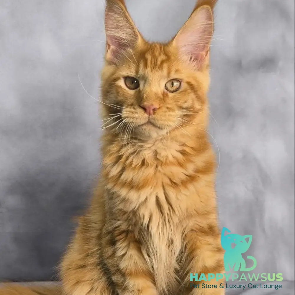 Hermes Maine Coon male red - live animals