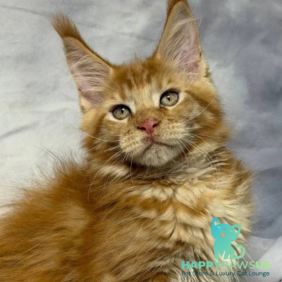 Hermes Maine Coon male red - live animals
