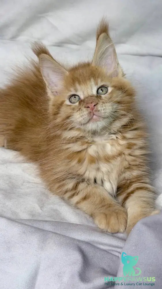 Hermes Maine Coon male red - live animals