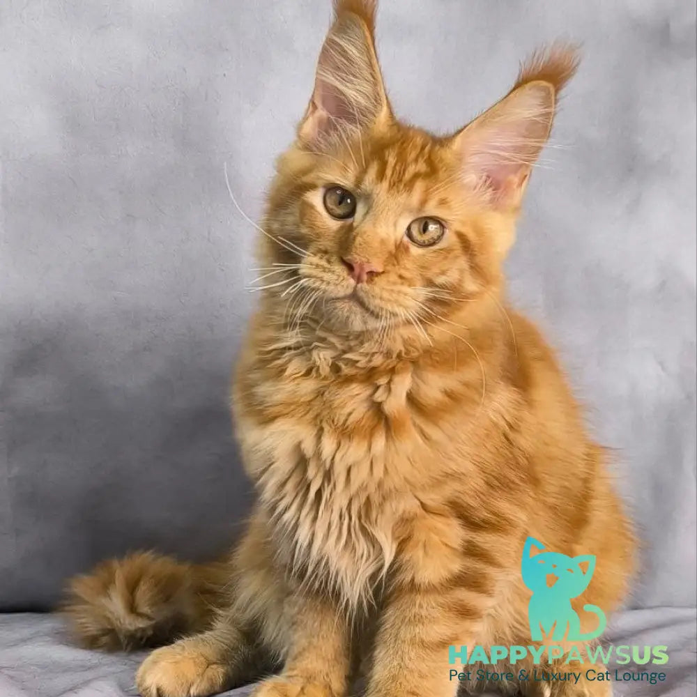 Hermes Maine Coon male red - live animals