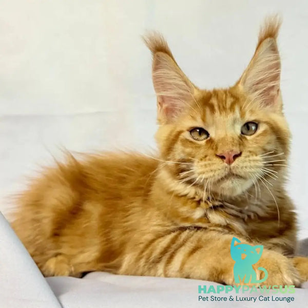 Hermes Maine Coon male red - live animals