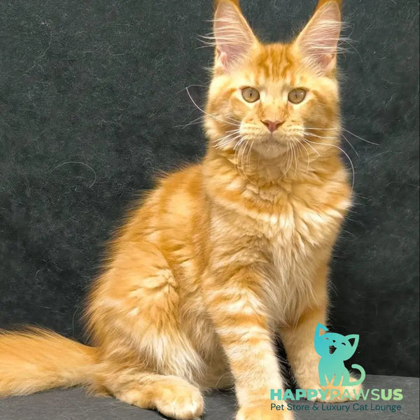 Hermes Maine Coon male red - live animals