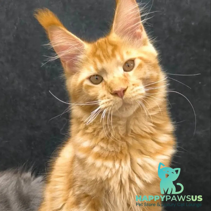 Hermes Maine Coon male red - live animals