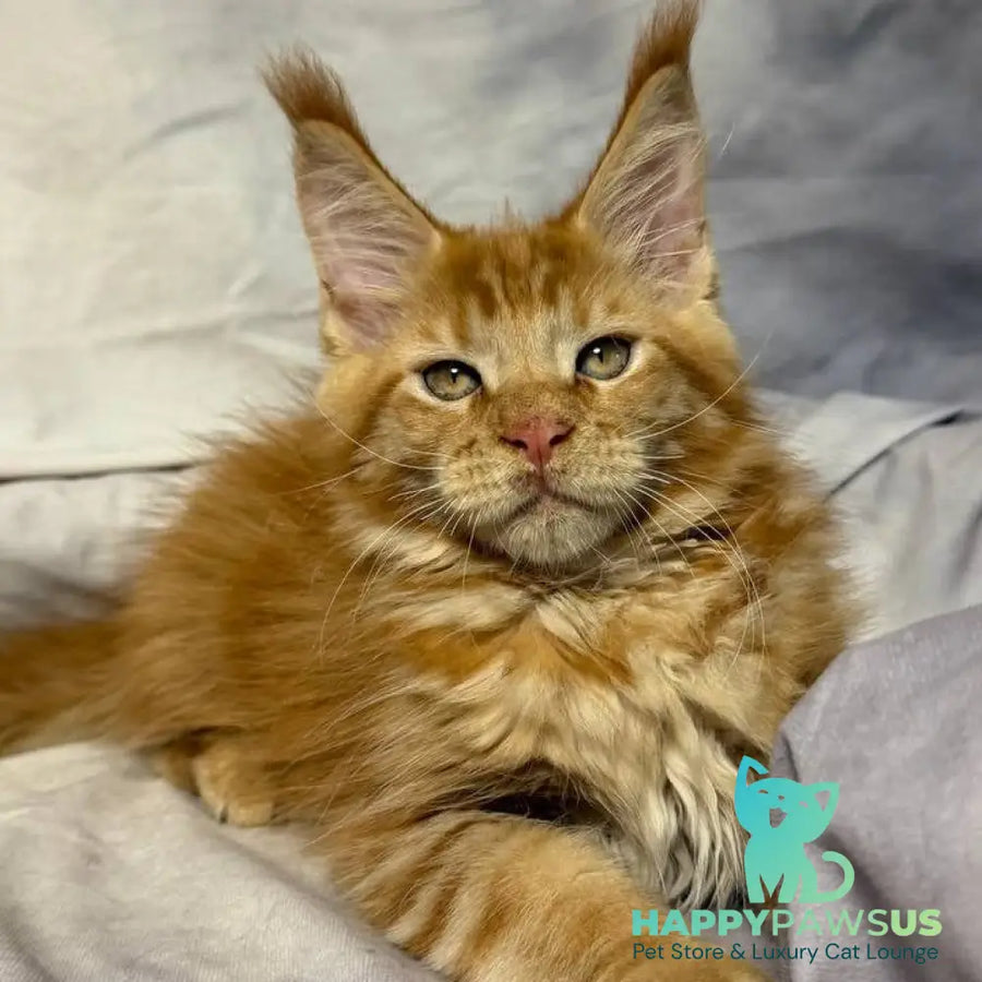 Hermes Maine Coon male red - live animals
