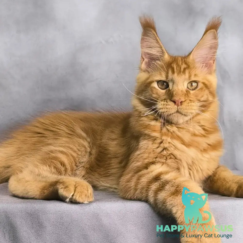 Hermes Maine Coon male red - live animals