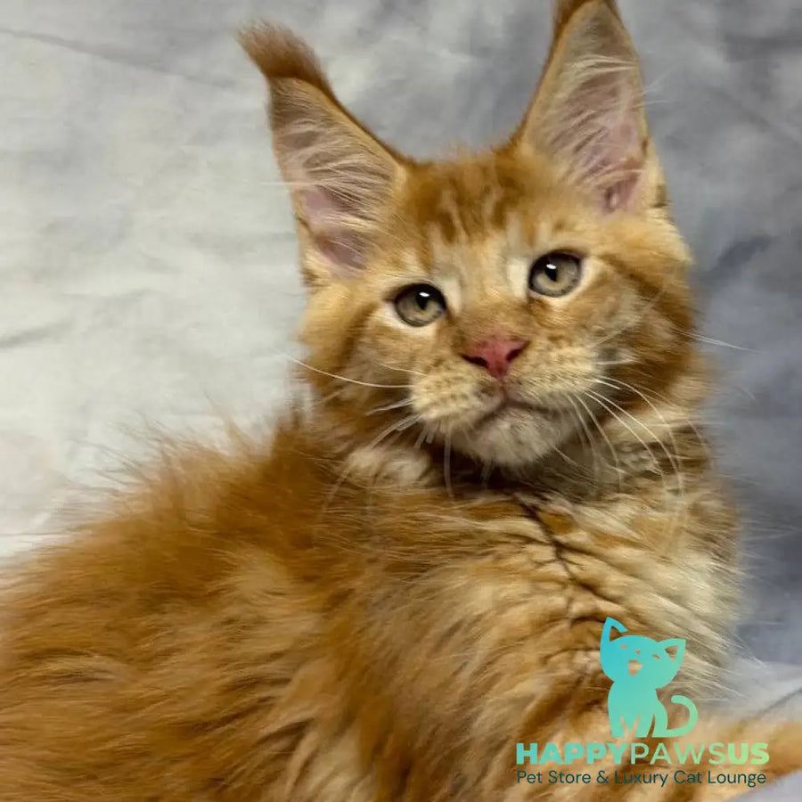 Hermes Maine Coon male red - live animals