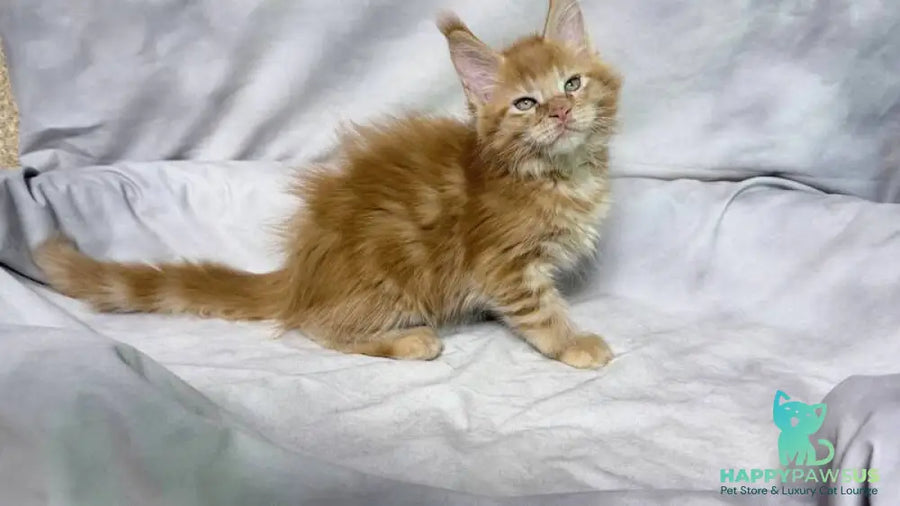 Hermes Maine Coon male red - live animals