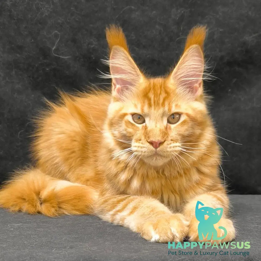 Hermes Maine Coon male red - live animals
