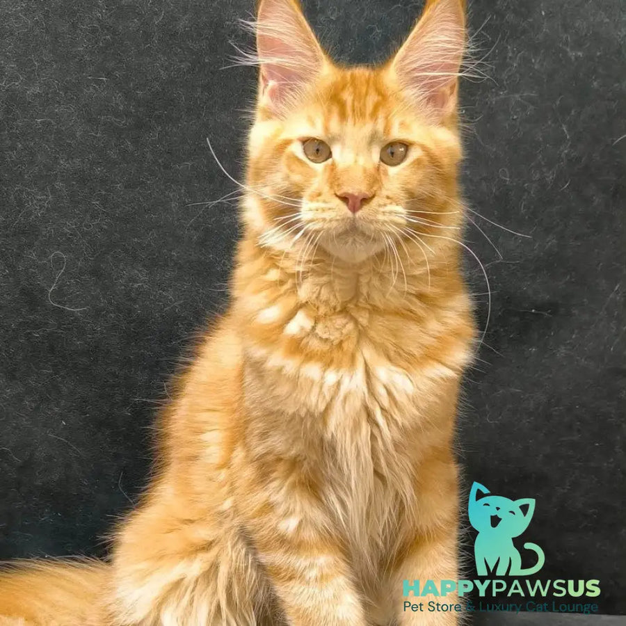 Hermes Maine Coon male red - live animals