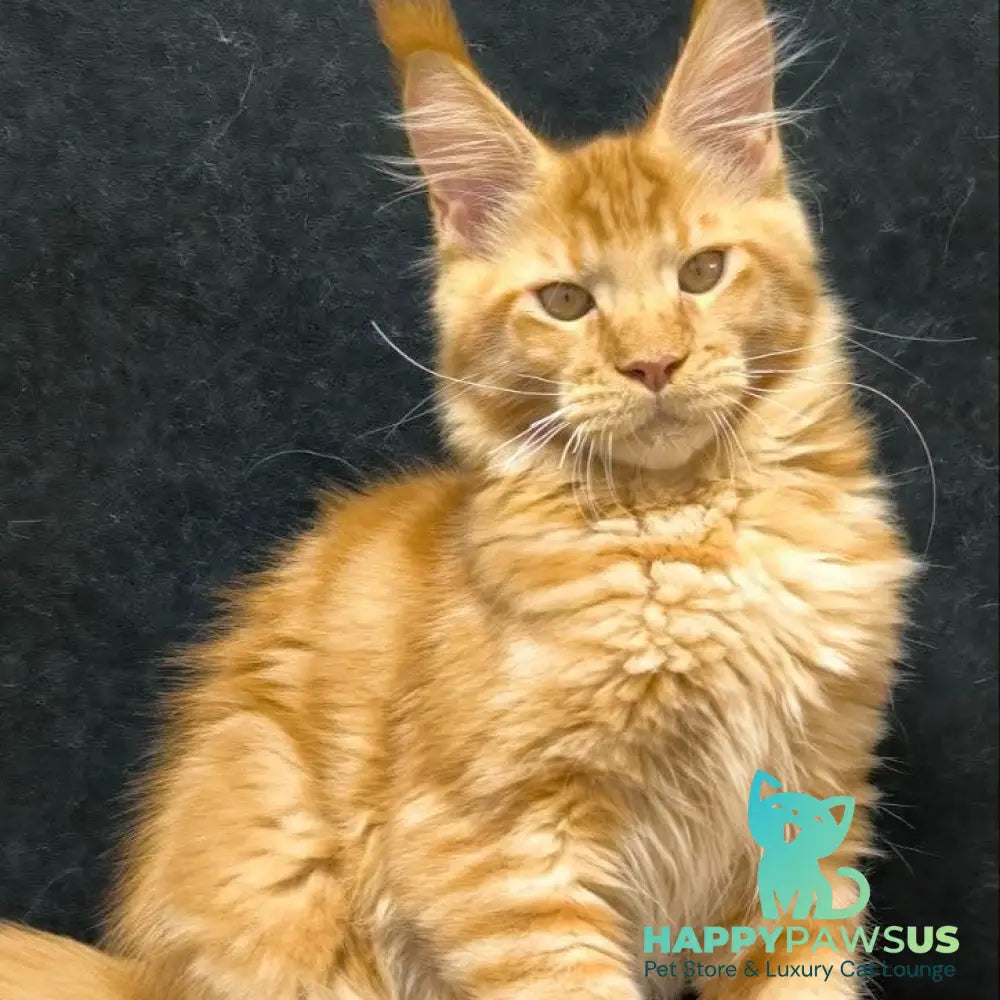 Hermes Maine Coon male red - live animals