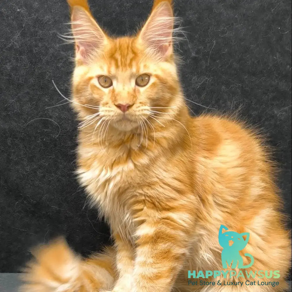 Hermes Maine Coon male red - live animals