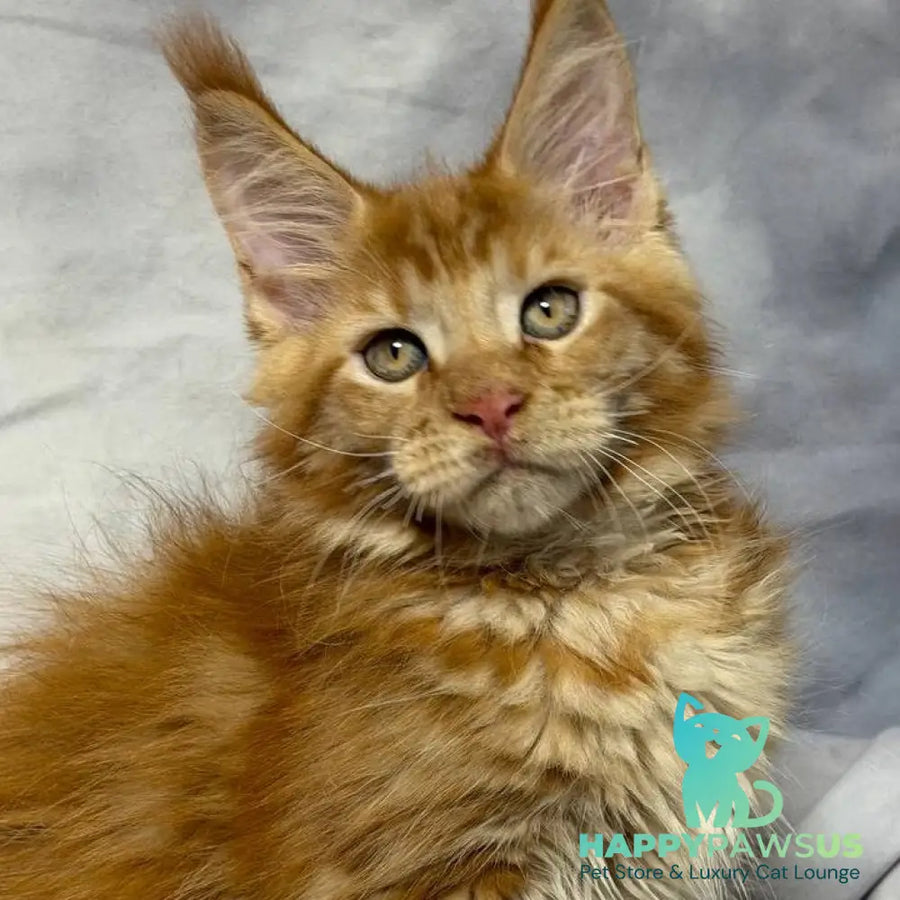 Hermes Maine Coon male red - live animals
