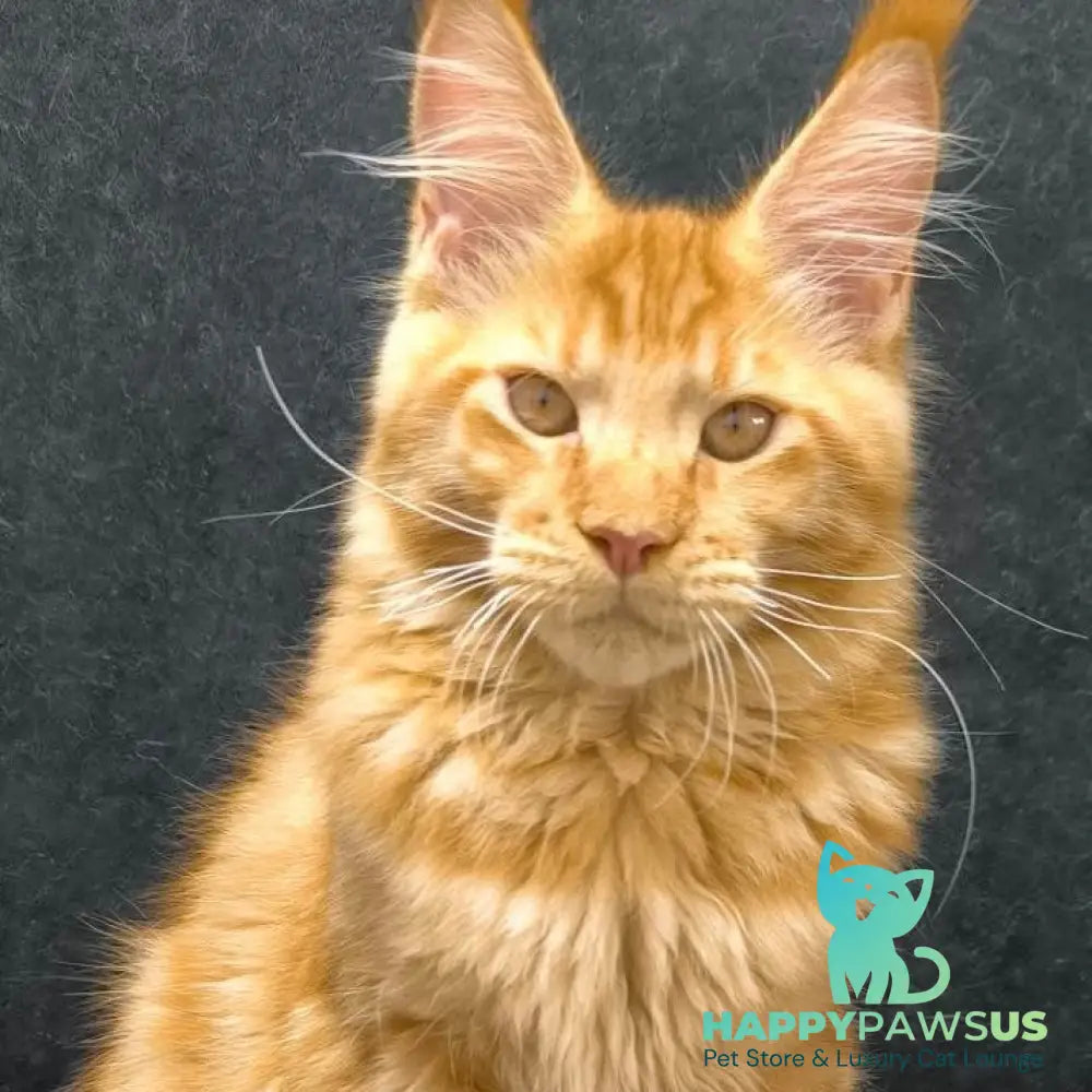 Hermes Maine Coon male red - live animals