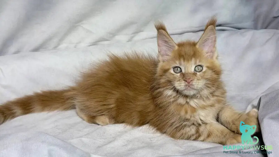 Hermes Maine Coon male red - live animals