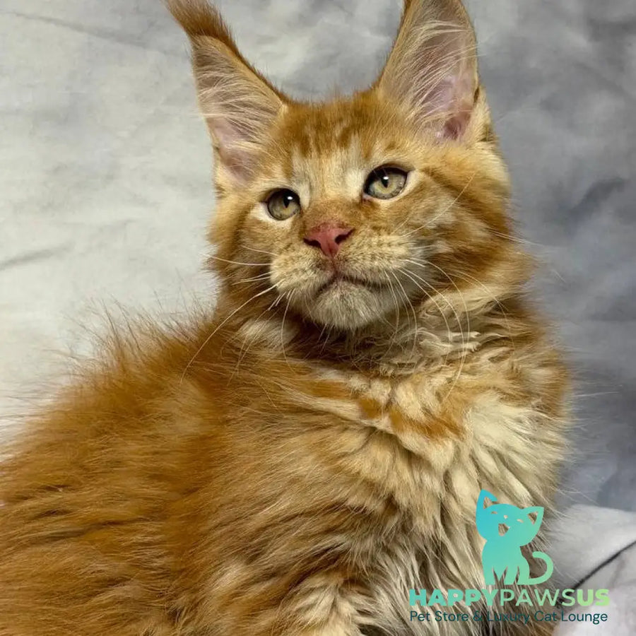 Hermes Maine Coon male red - live animals