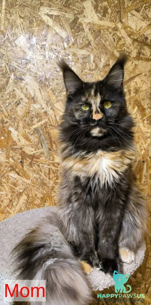 Hermes Maine Coon male red - live animals