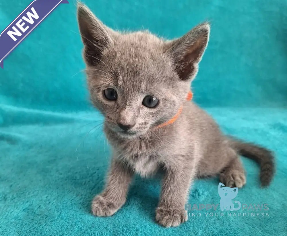 Hermes Russian Blue male blue live animals