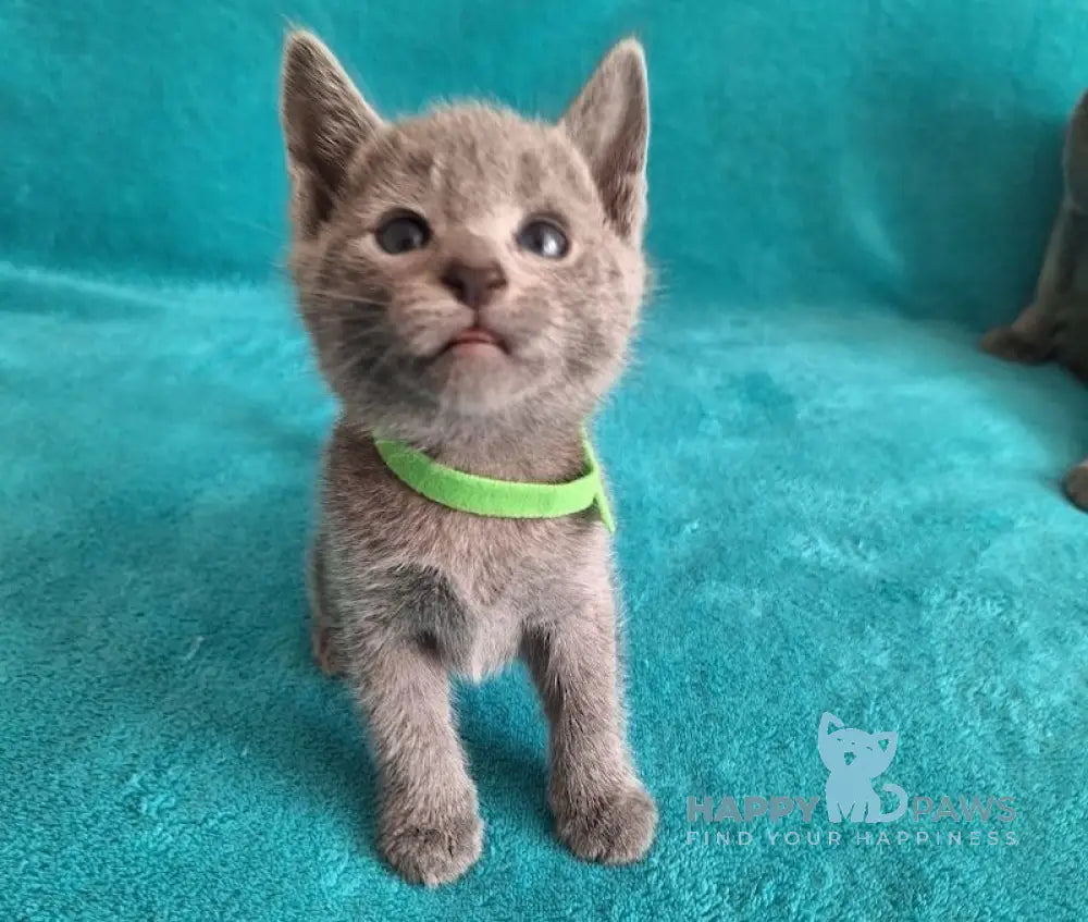 Hermes Russian Blue male blue live animals