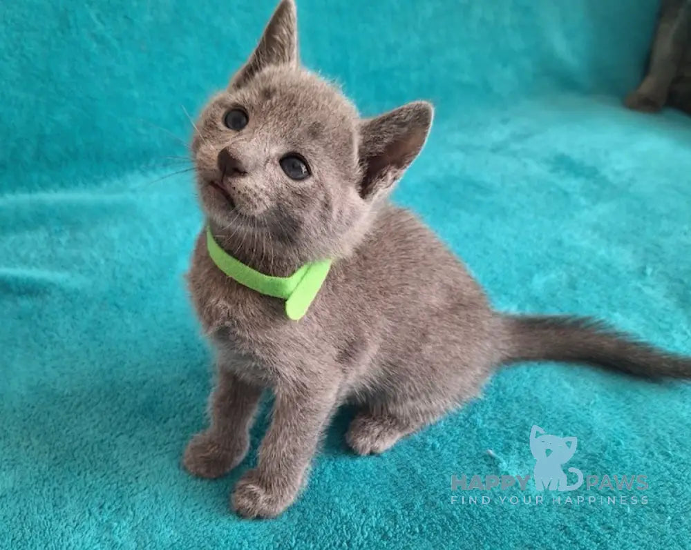 Hermes Russian Blue male blue live animals