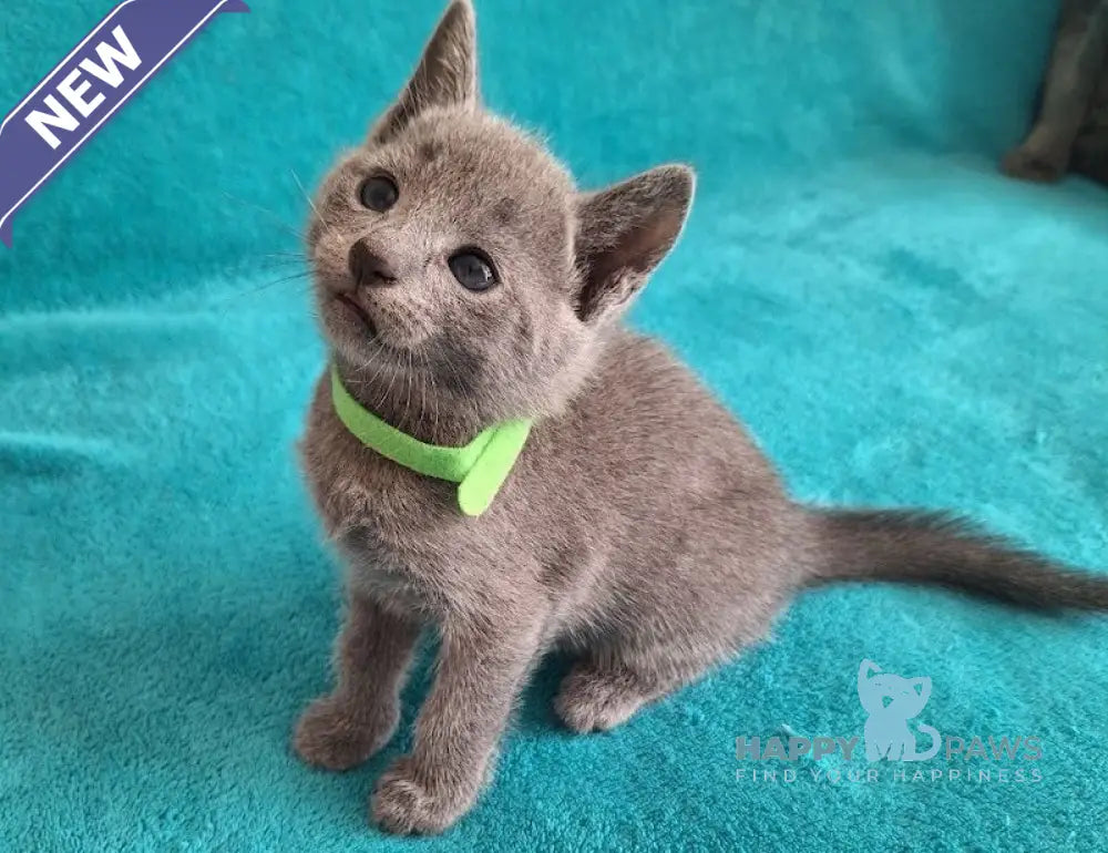 Hermes Russian Blue male blue live animals