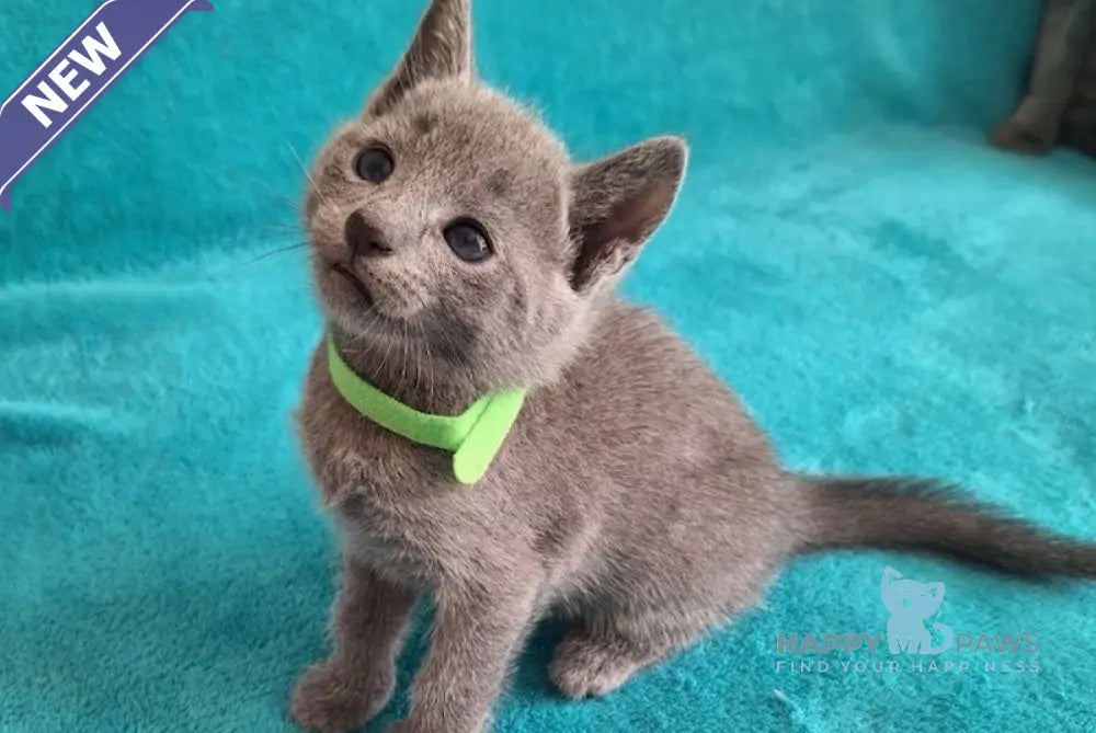 Hermes Russian Blue male blue live animals