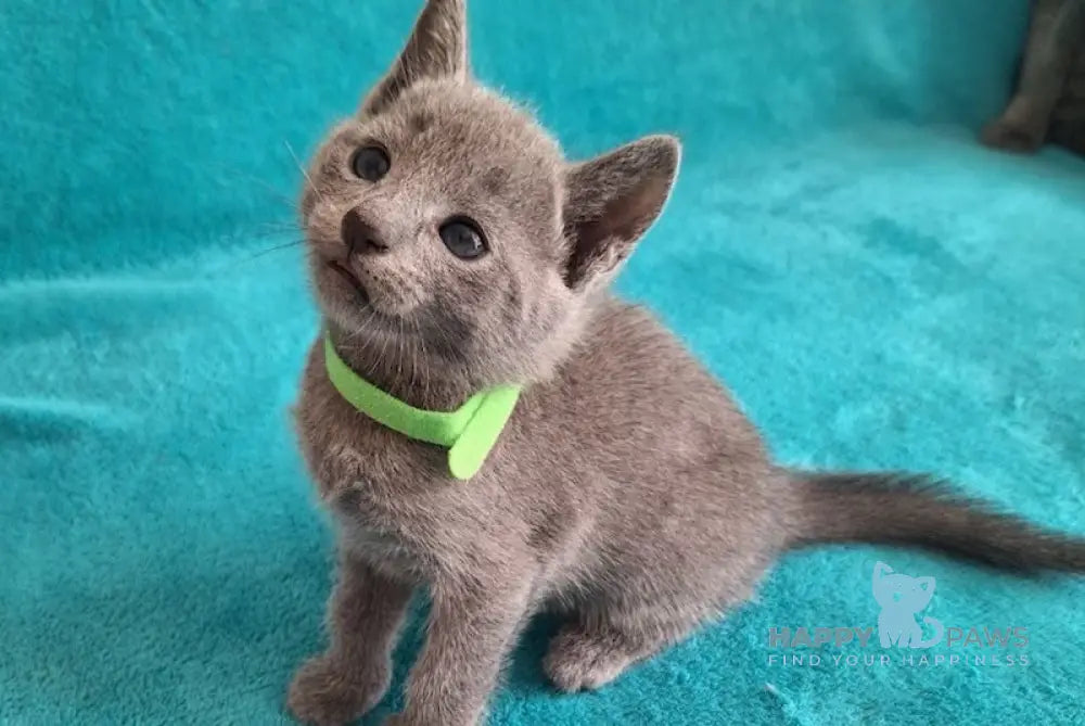 Hermes Russian Blue male blue live animals