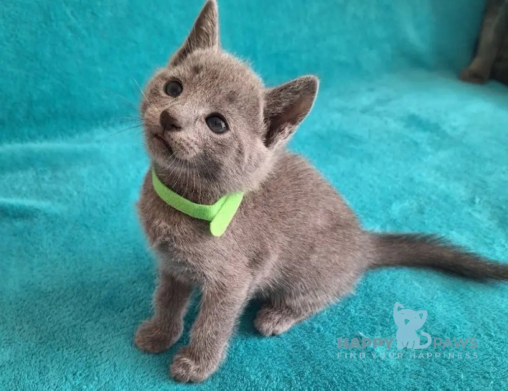 Hermes Russian Blue male blue live animals