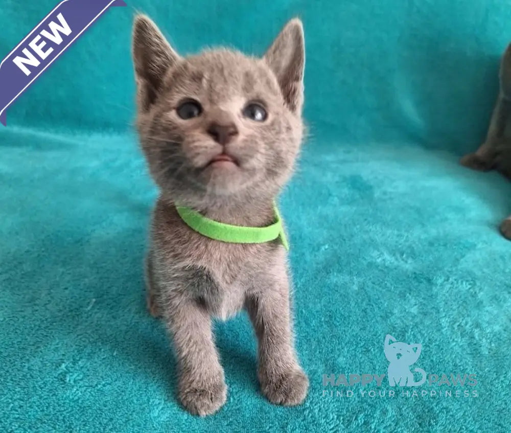 Hermes Russian Blue male blue live animals