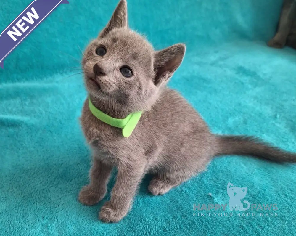 Hermes Russian Blue male blue live animals