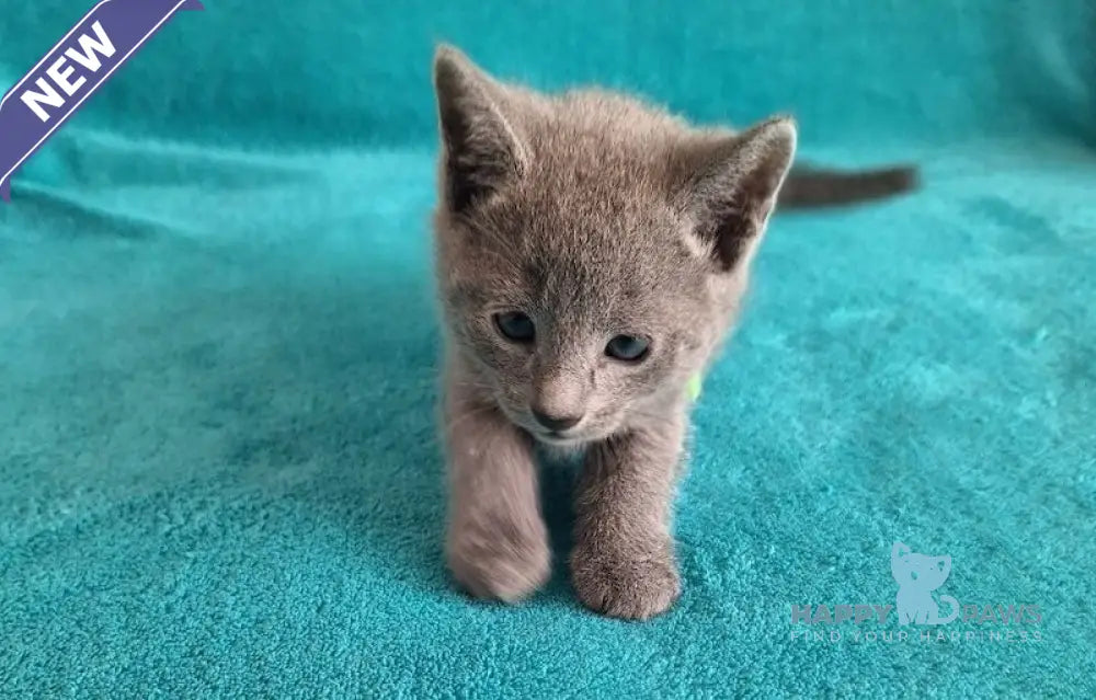 Hermes Russian Blue male blue live animals