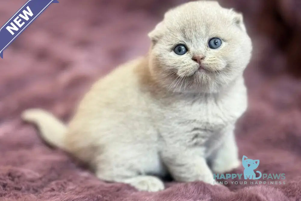Hermes Scottish Fold male fawn live animals