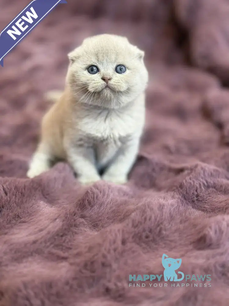 Hermes Scottish Fold male fawn live animals
