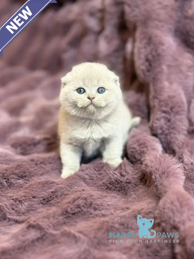 Hermes Scottish Fold male fawn live animals