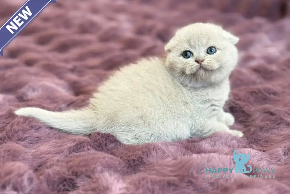 Hermes Scottish Fold male fawn live animals