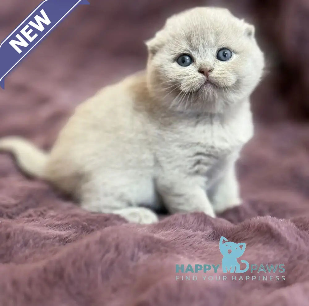Hermes Scottish Fold male fawn live animals