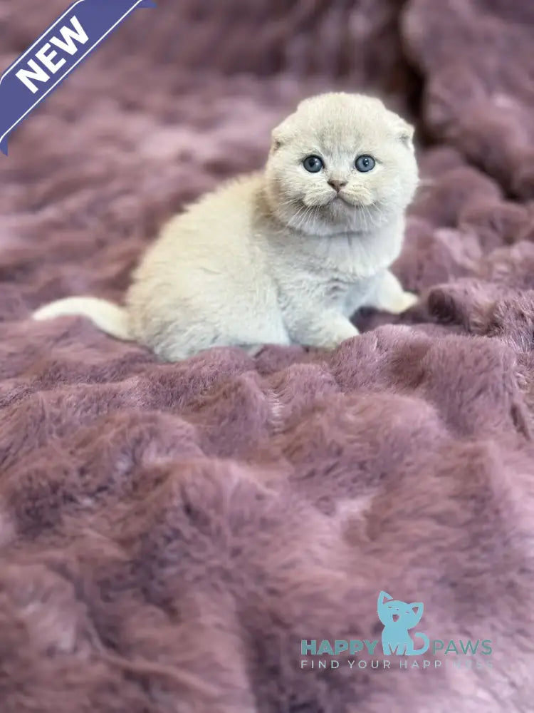 Hermes Scottish Fold male fawn live animals