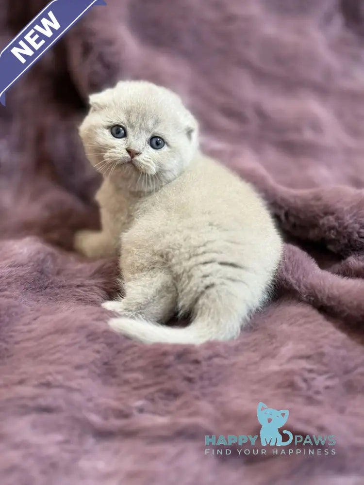 Hermes Scottish Fold male fawn live animals