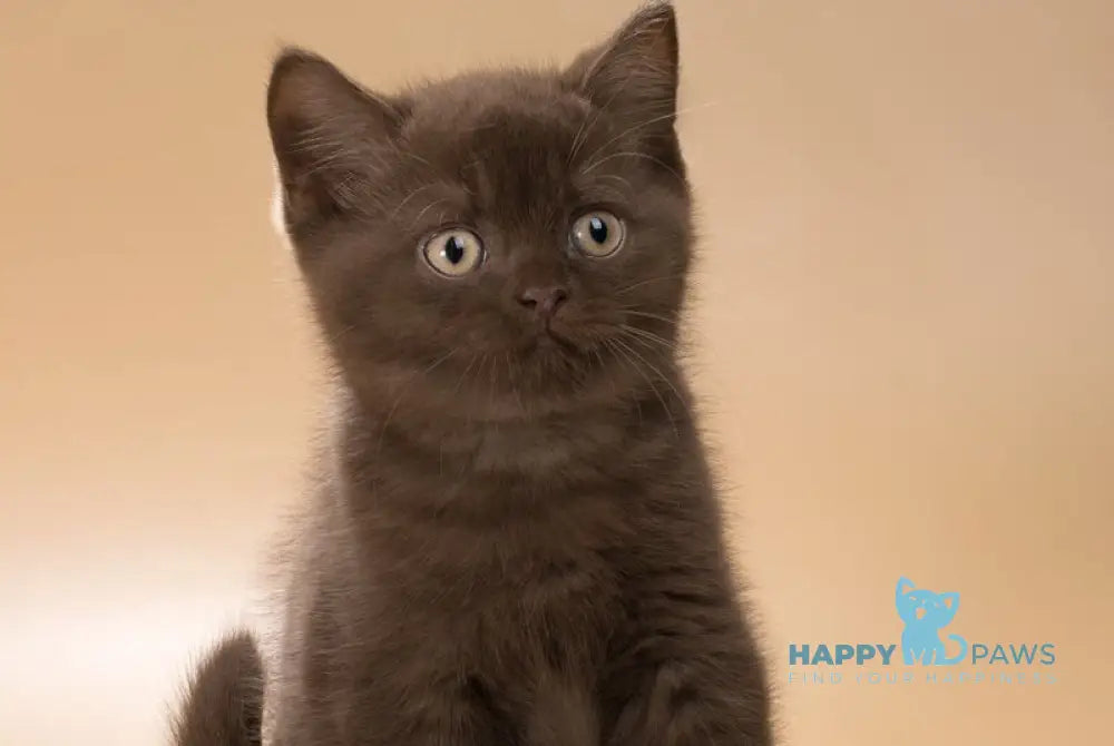 Hershey British Shorthair male chocolate live animals