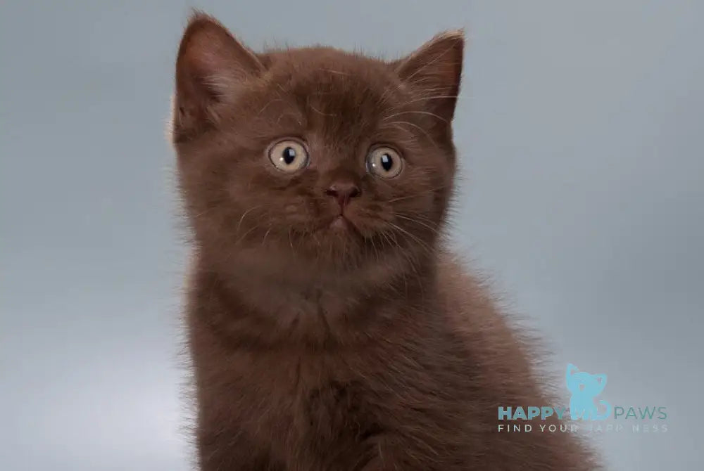 Hershey British Shorthair male chocolate live animals