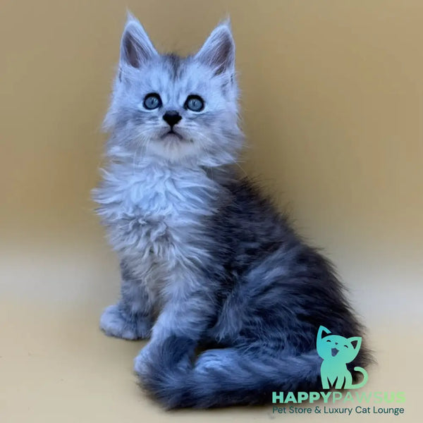 Hey jay Maine Coon polydactyl 6x6x6x6 male black silver tabby - live animals