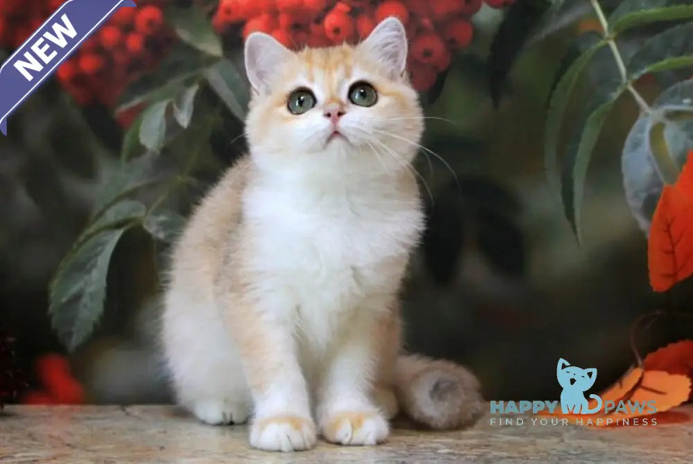 Heyli British Shorthair female black golden chinchilla live animals