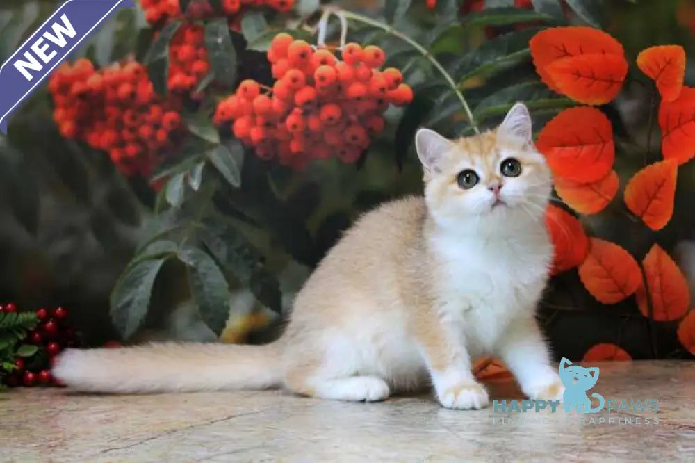 Heyli British Shorthair female black golden chinchilla live animals