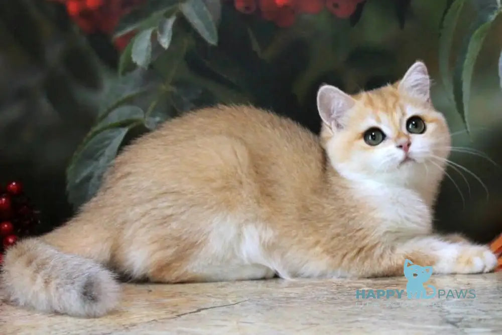 Heyli British Shorthair female black golden chinchilla live animals