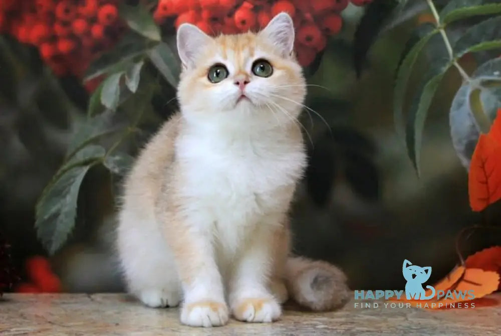 Heyli British Shorthair female black golden chinchilla live animals