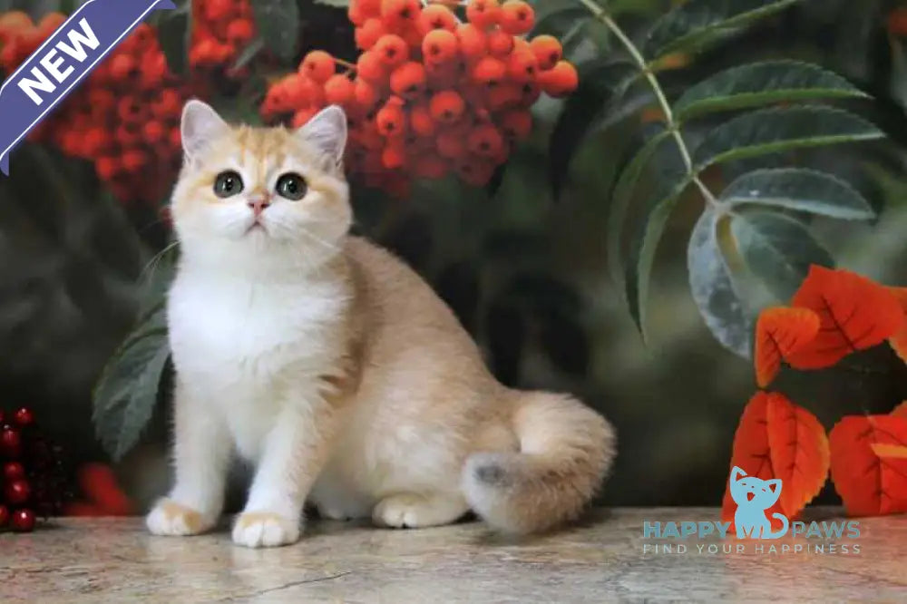 Heyli British Shorthair female black golden chinchilla live animals