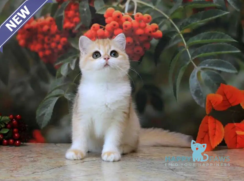 Heyli British Shorthair female black golden chinchilla live animals