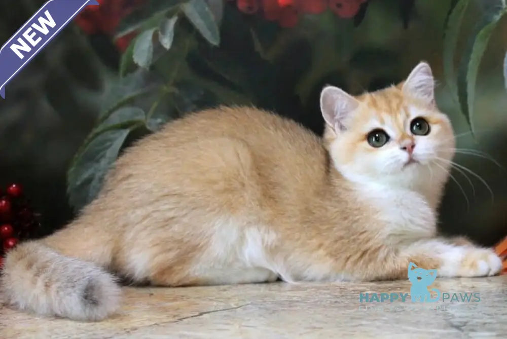 Heyli British Shorthair female black golden chinchilla live animals